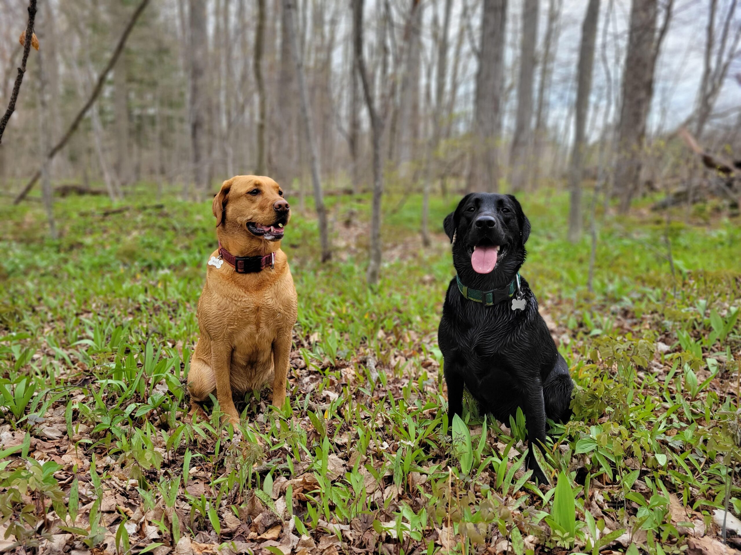 Maze, Nyx and My Happy Place! – Harmony Dog Park & Conservation in Oshawa