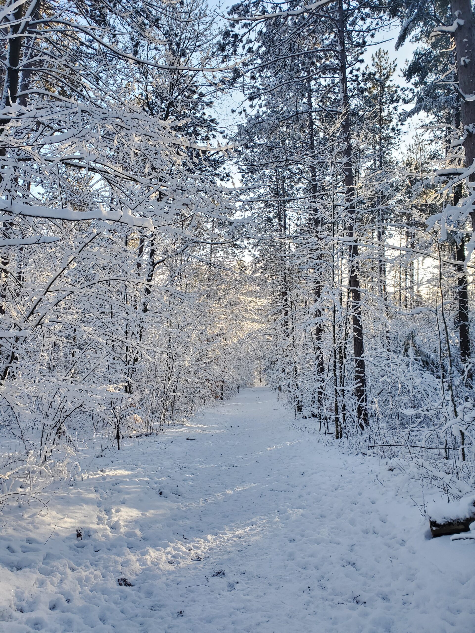 Snow Covered Trees at Bendor and Graves Tract