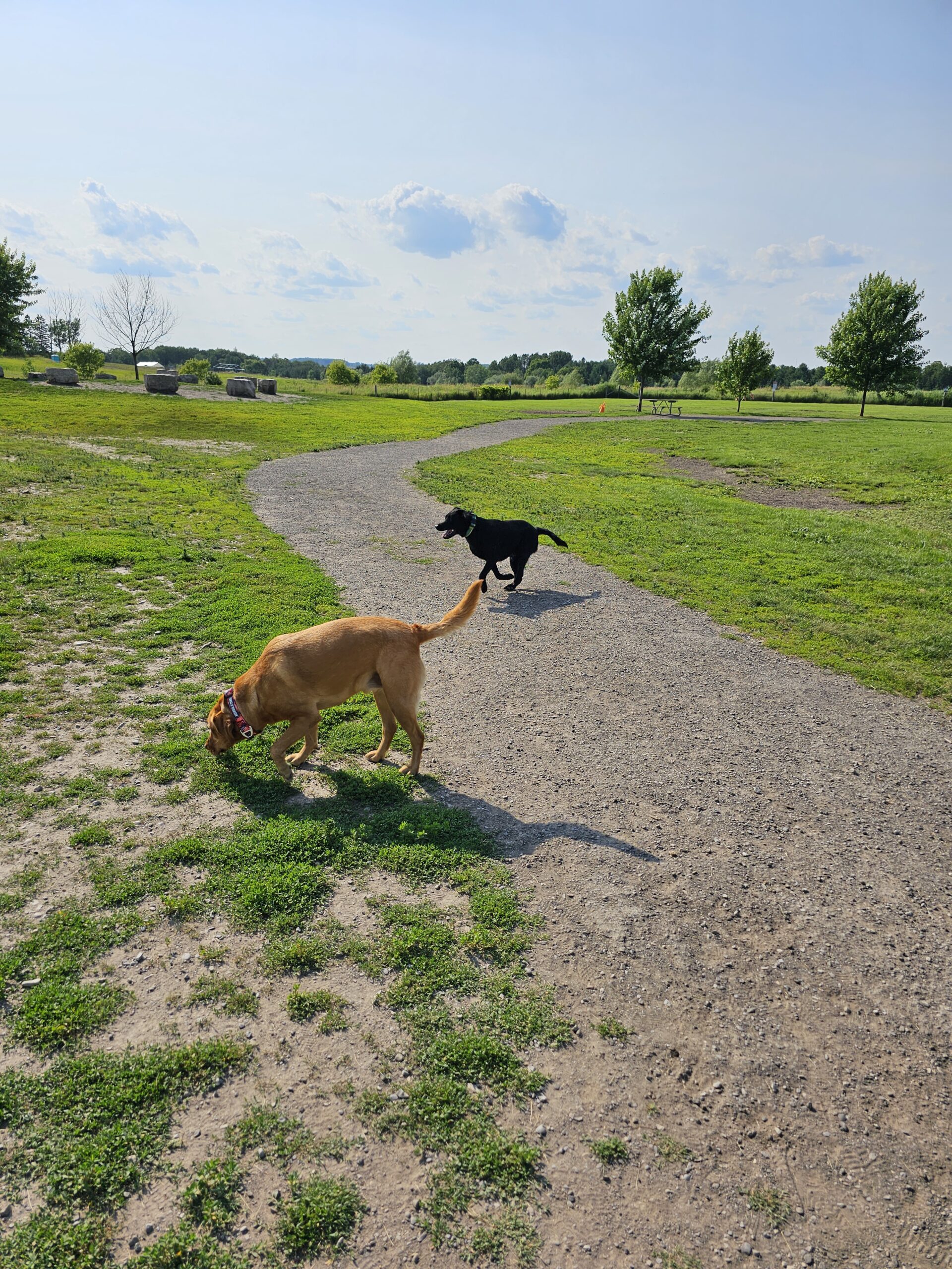 Heber Downs Off Leash Dog Park