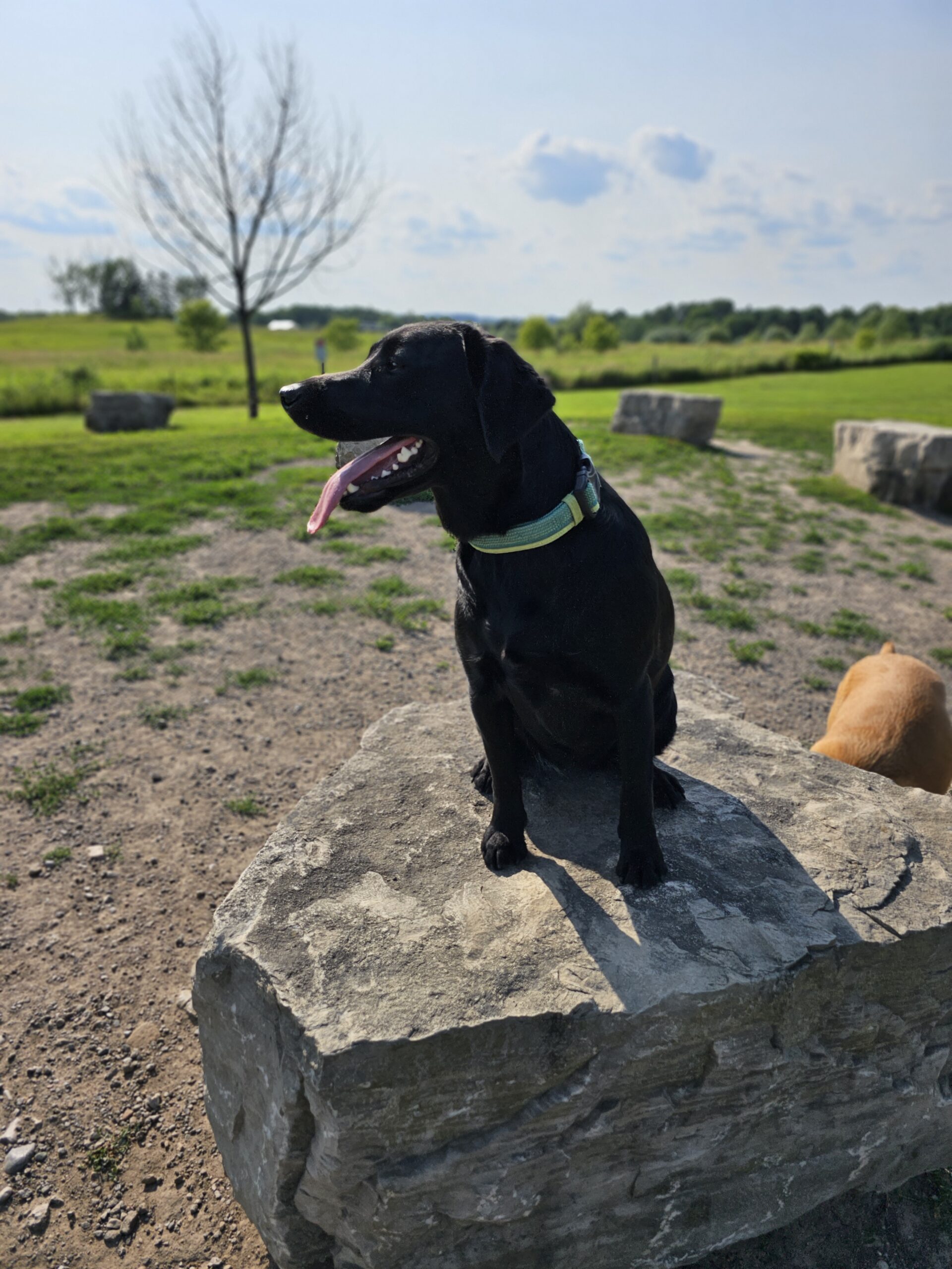 Heber Downs Off Leash Dog Park