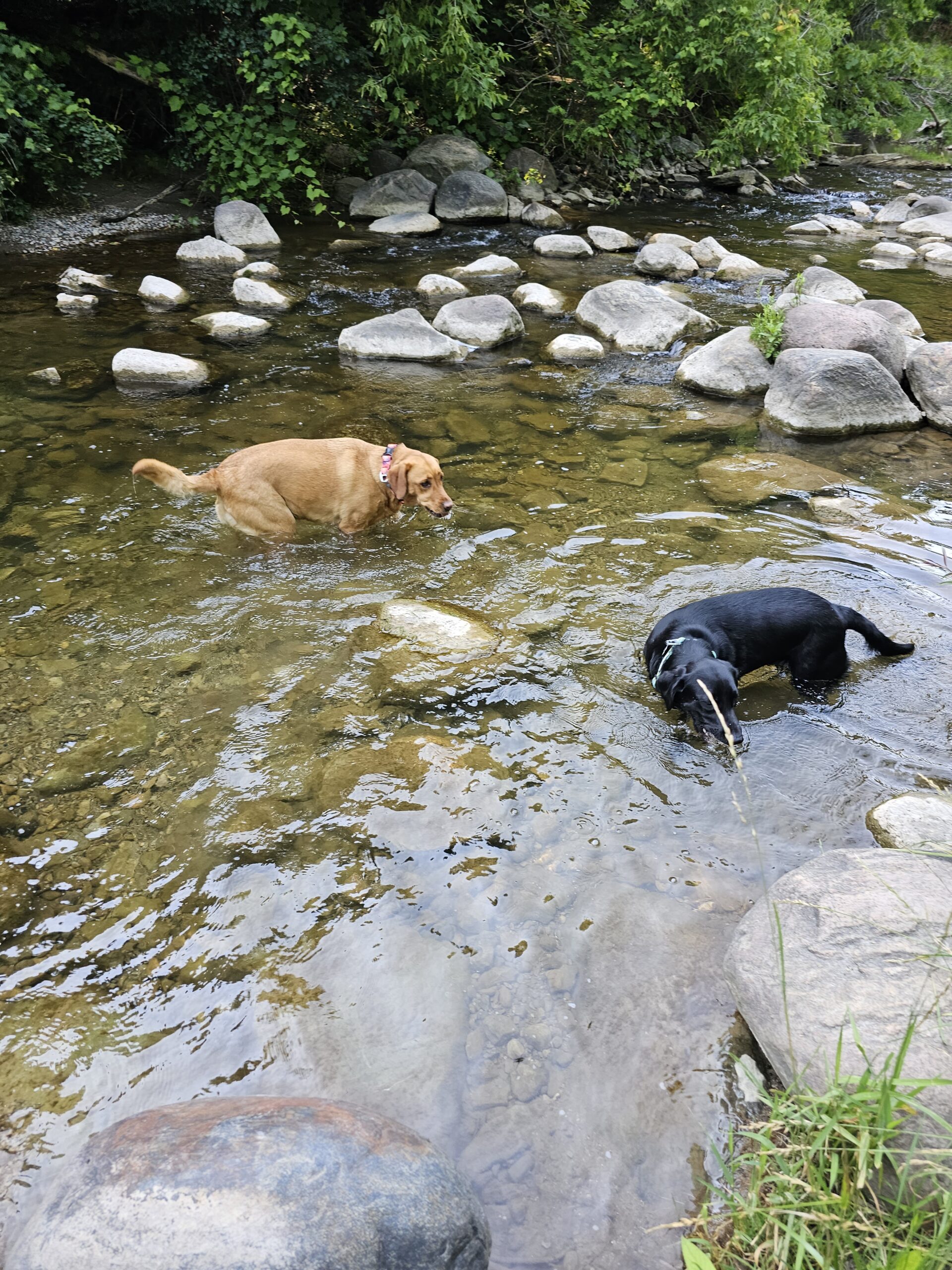 Heber Downs Off Leash Dog Park