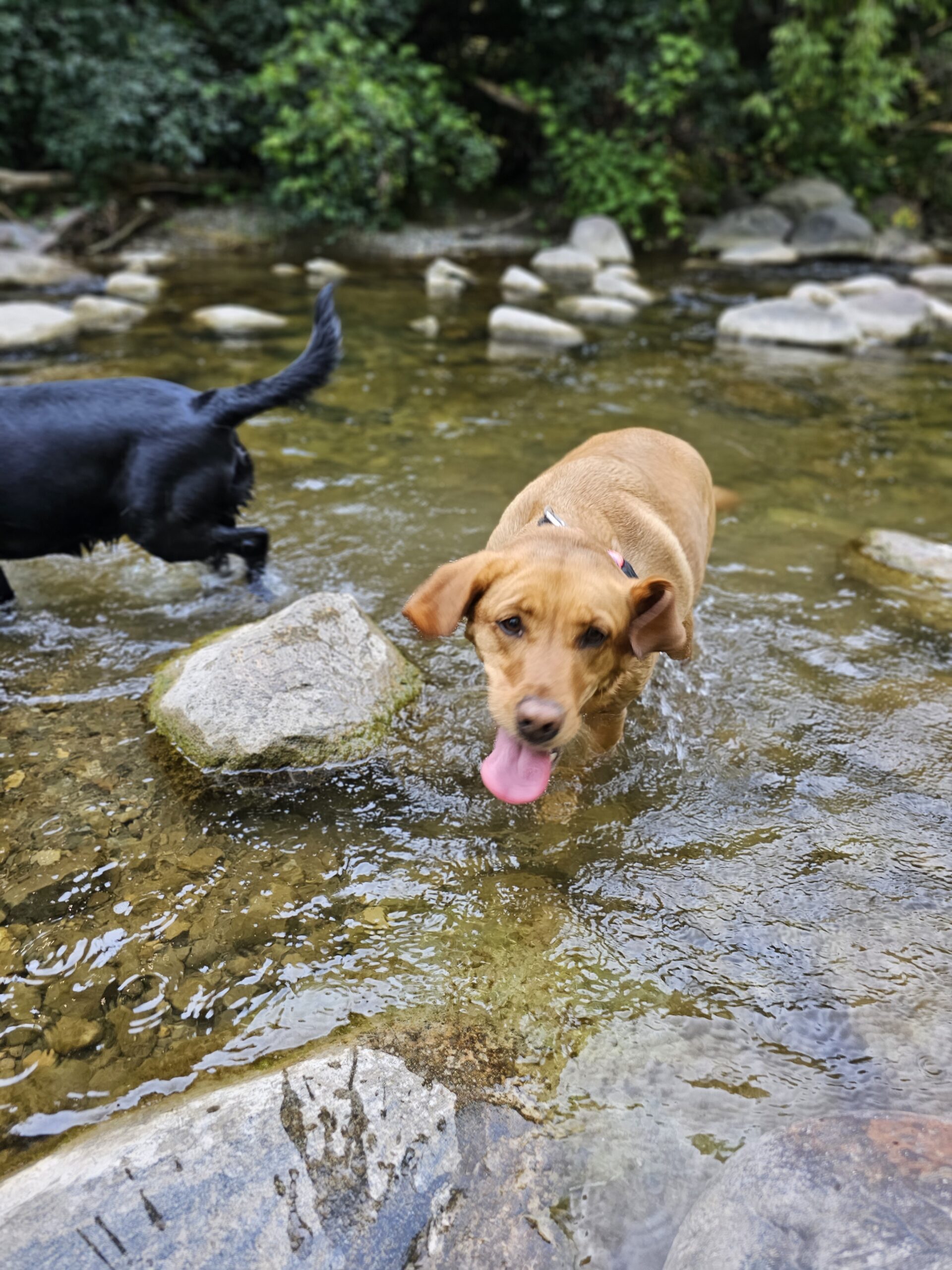 Heber Downs Off Leash Dog Park