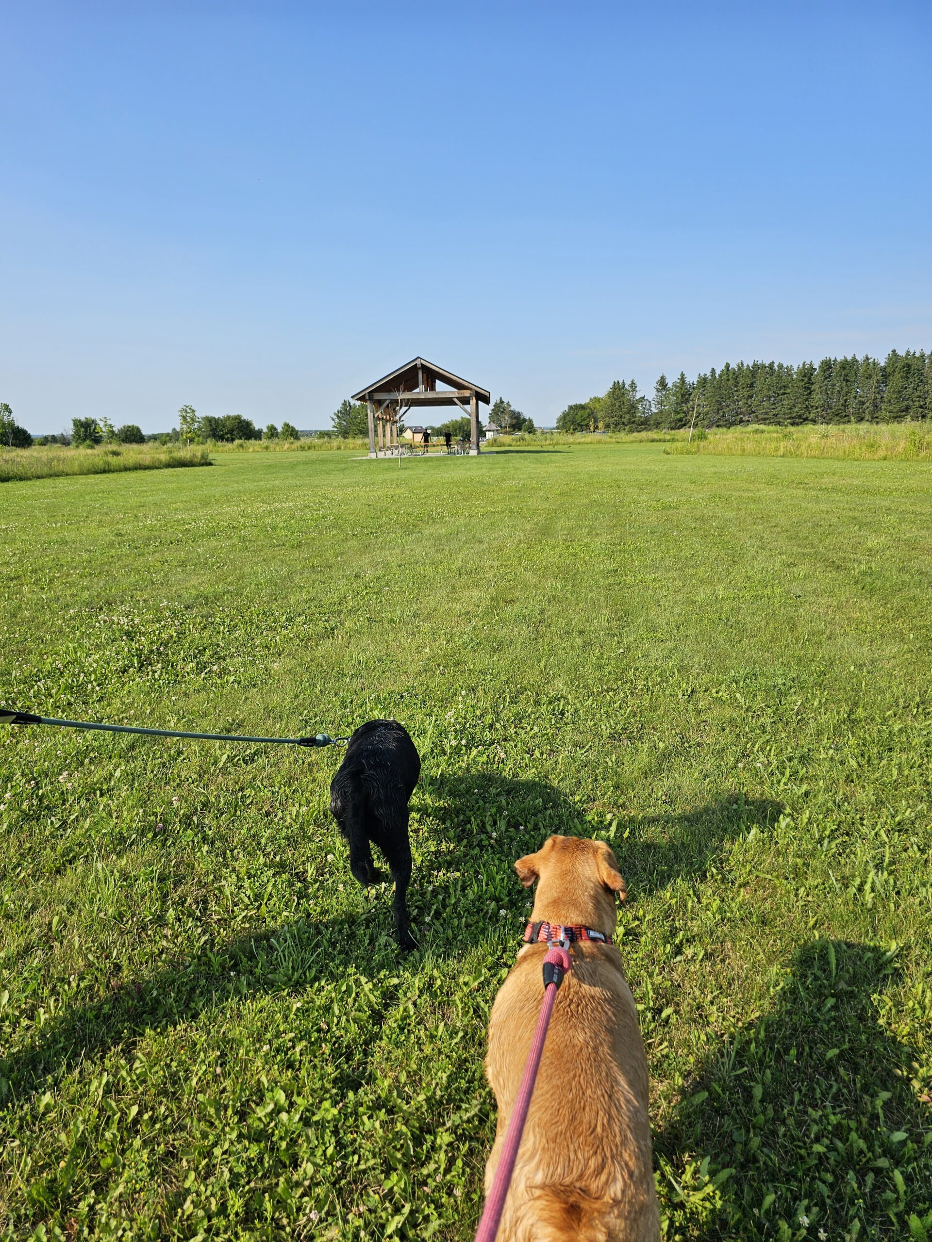 Heber Downs Off Leash Dog Park