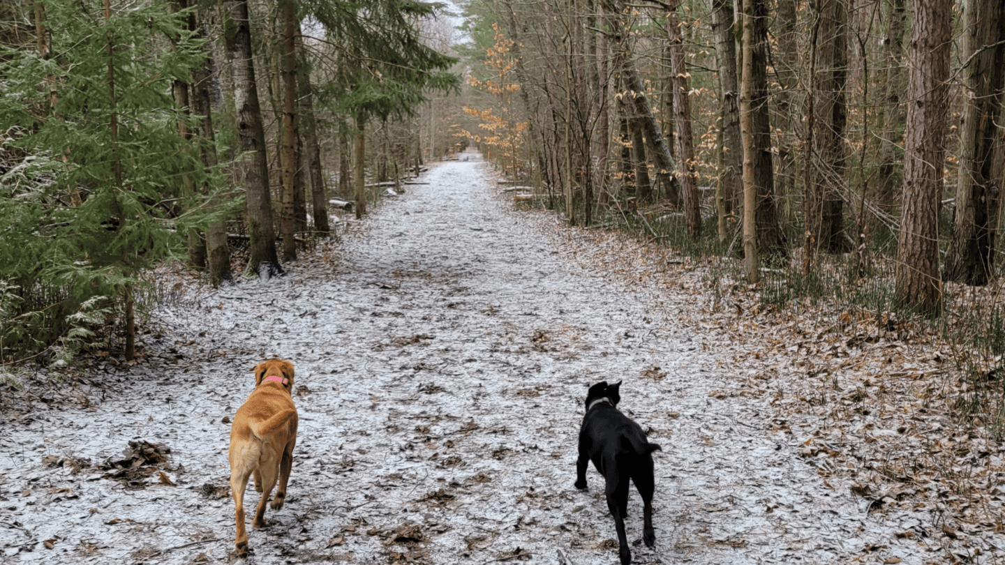 Bendor and Graves Tract – York Region Off Leash Hiking & Dog Park