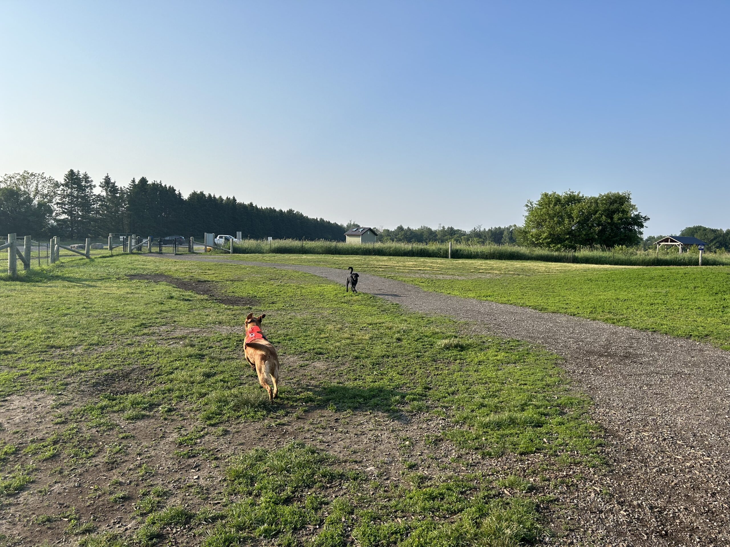 Heber Downs off leash area - spring visit