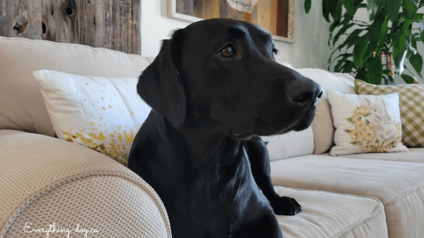 Terrifying Times with your Pup – Nyx’s Story