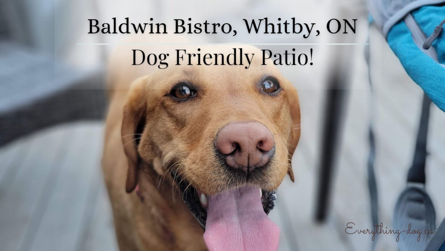 Dog Friendly Patio with Excellent Food! Baldwin Bistro – Brooklin