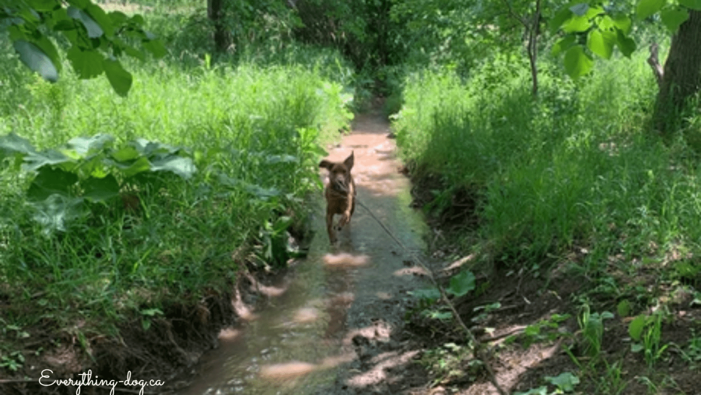 Bronte Creek Provincial Park with Off Leash Hiking Trails