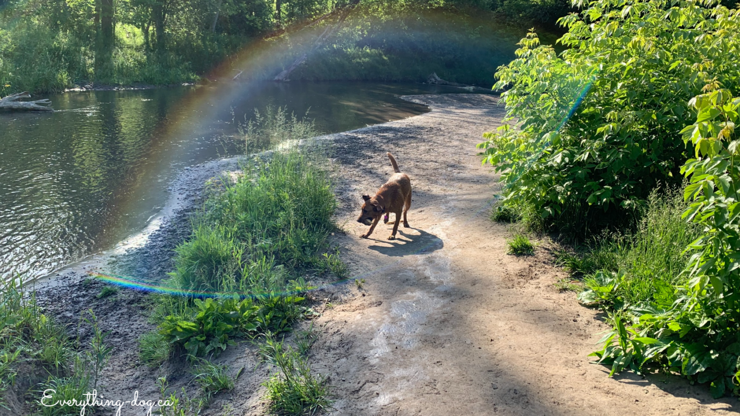 Greenwood  Conservation Area Off Leash Hiking Trails – A Personal Favorite!