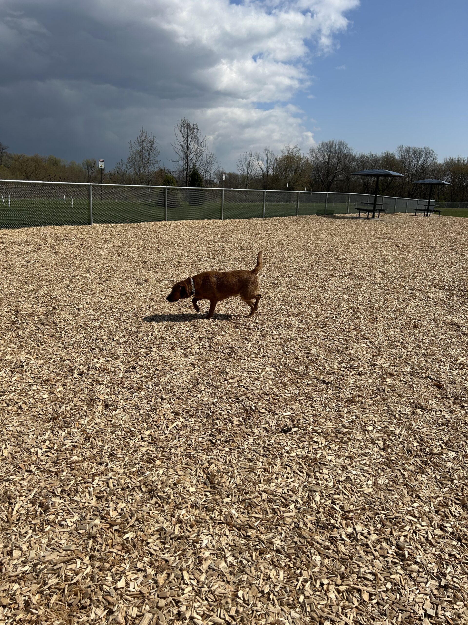 Oshawa Cordova off leash park, large dog area near entrance.