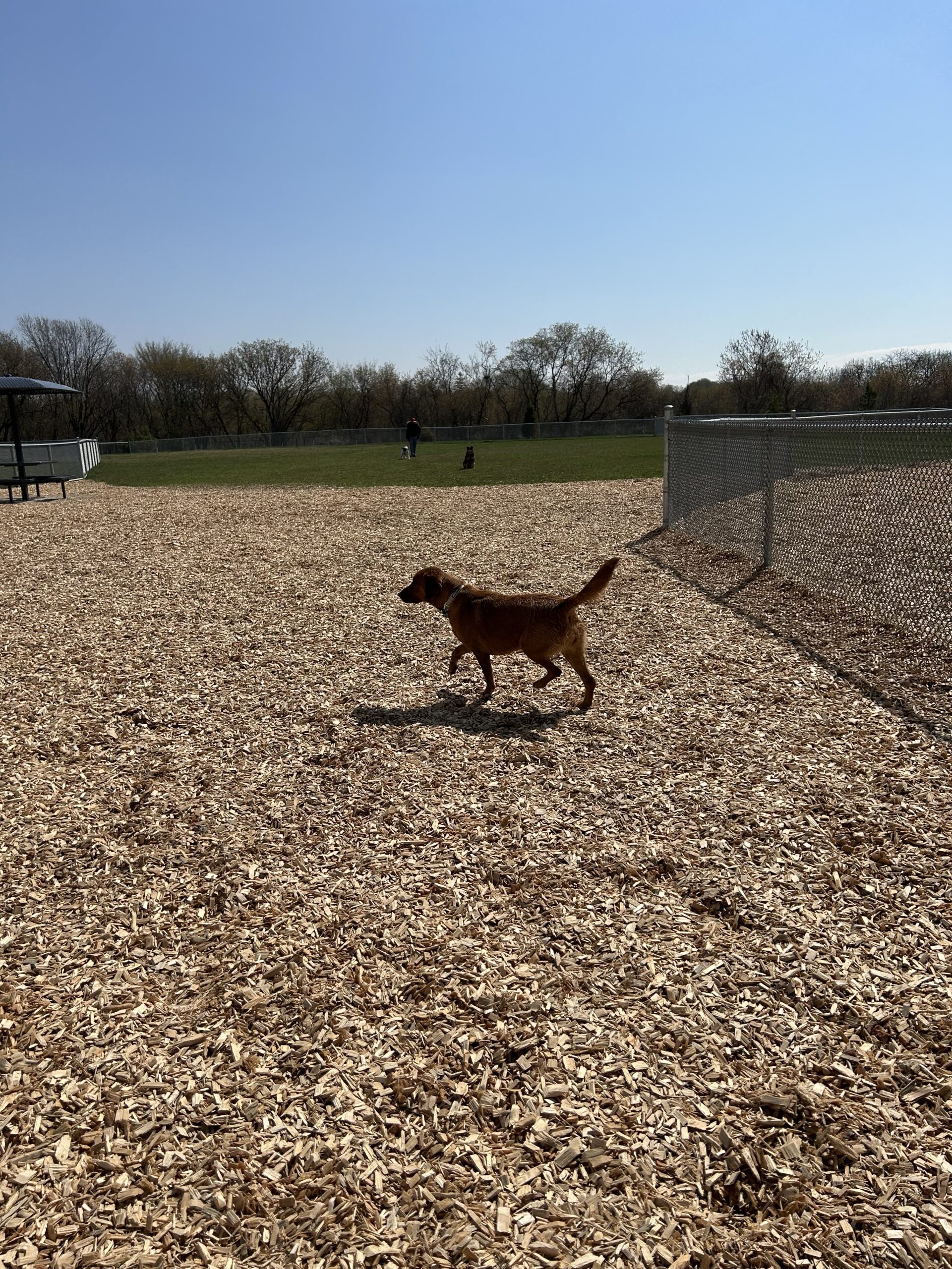 Oshawa Cordova view from entrance - Nala in wood chip front ara