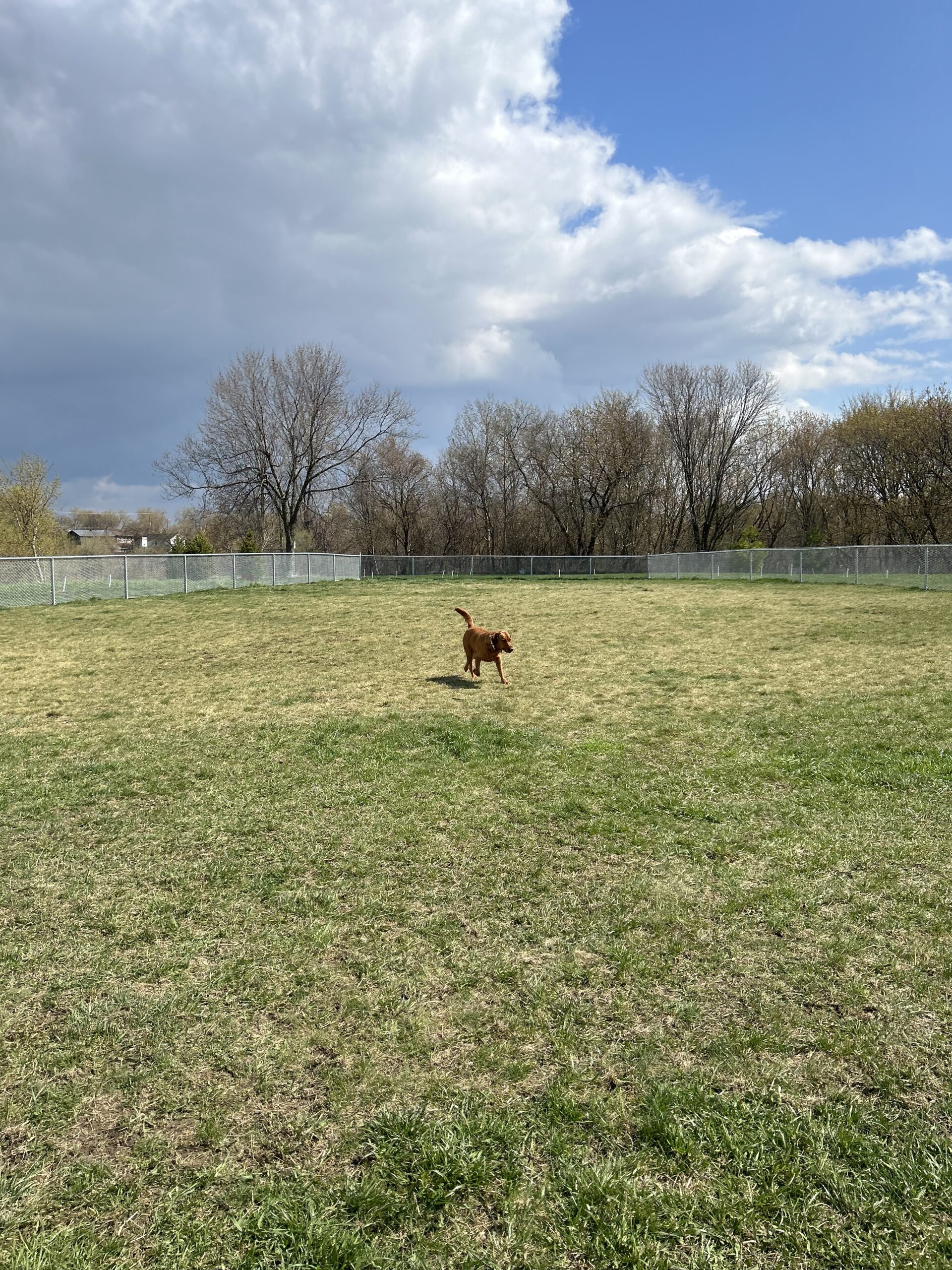 Oshawa Cordova - grass area