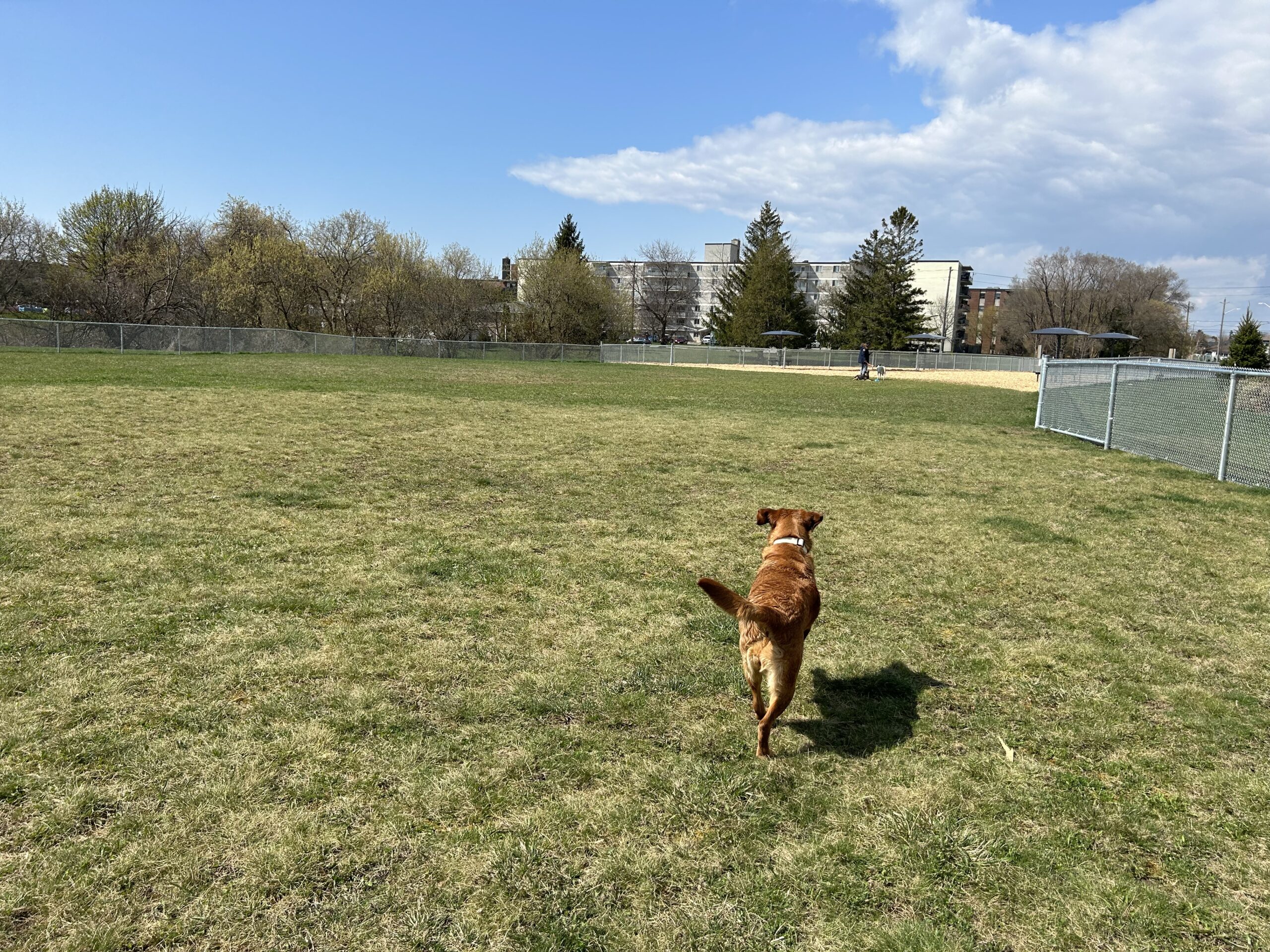 Oshawa Cordova off leash park large dog grass area.