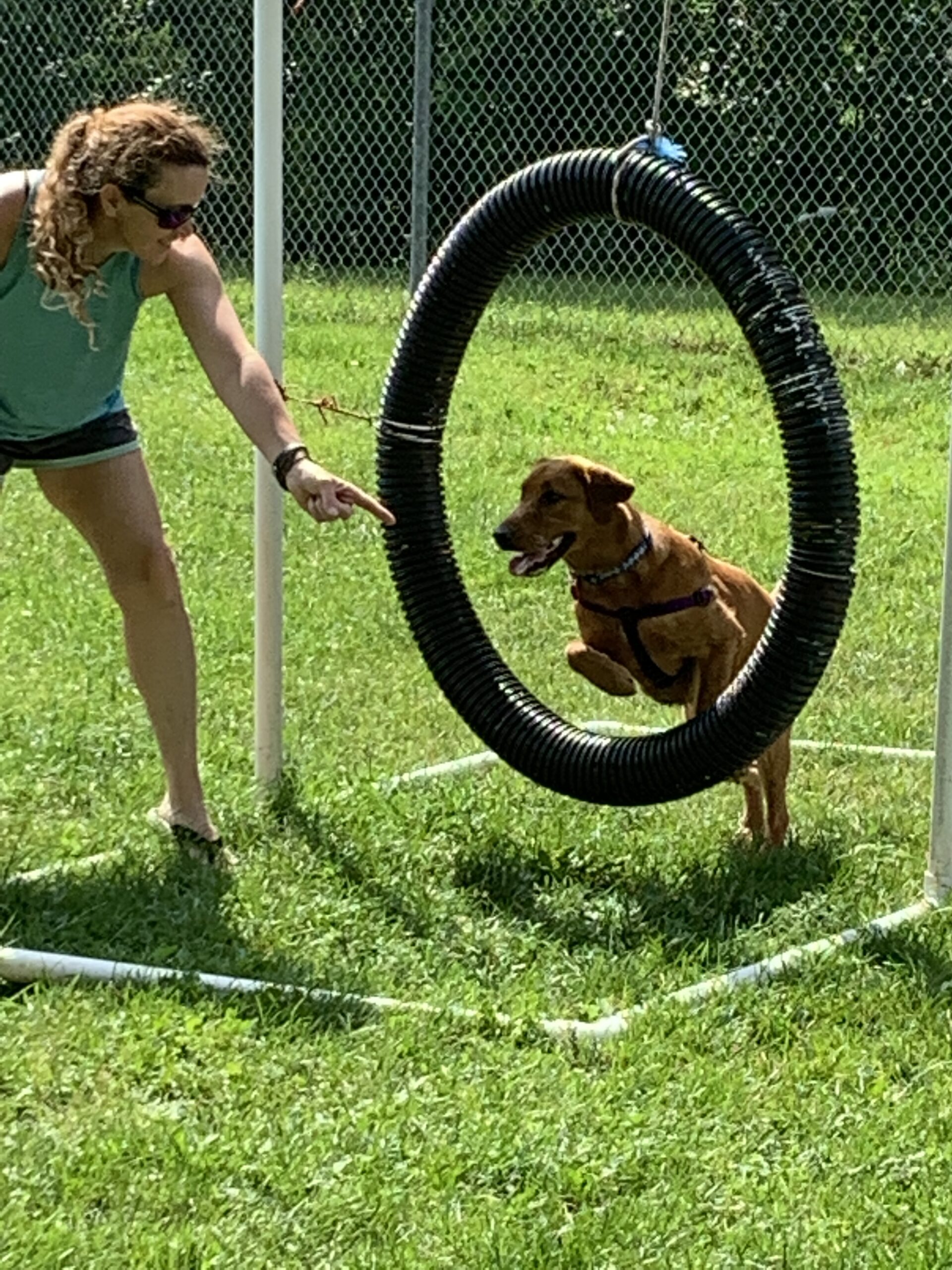Marmora dog park - activity structure