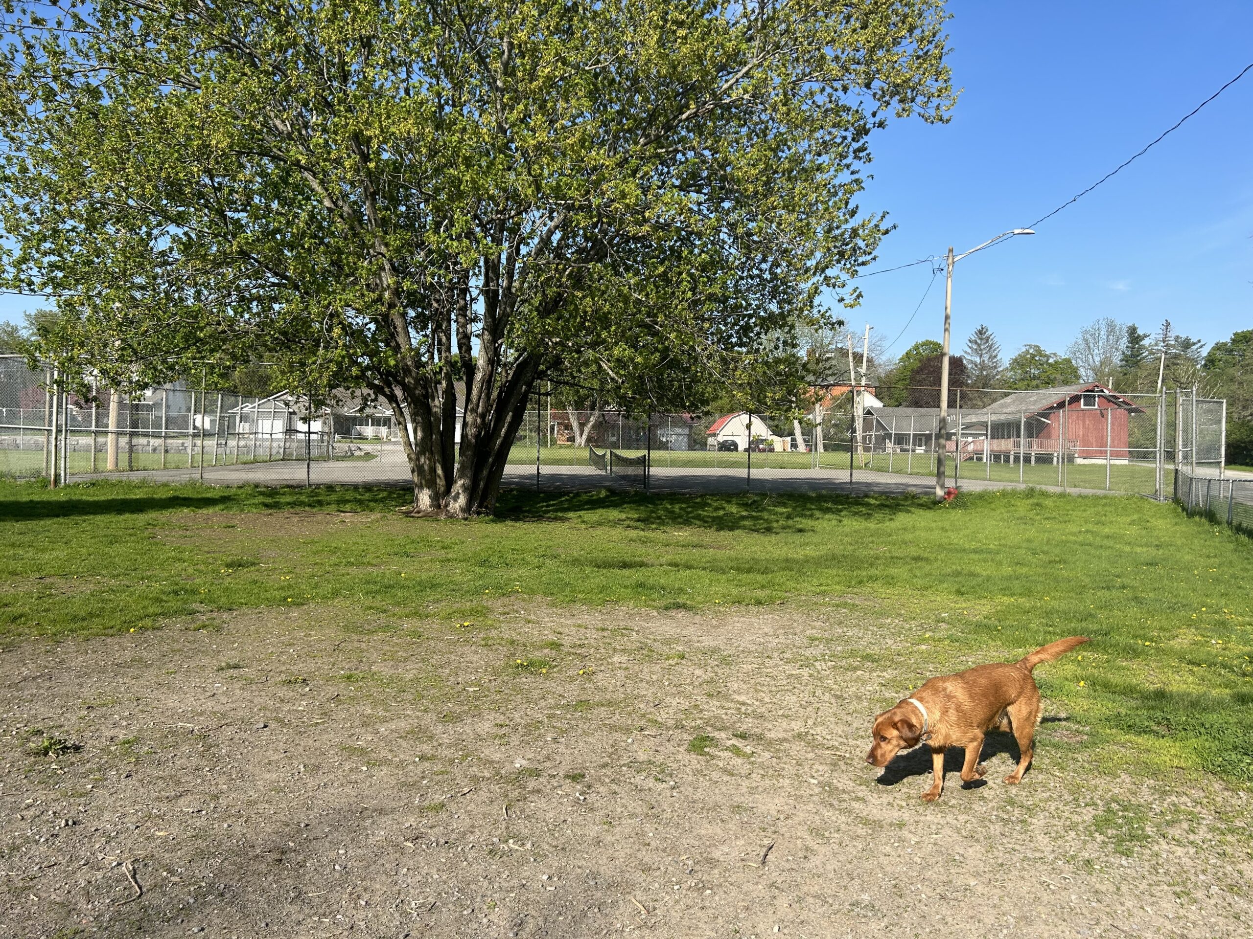 Marmora dog park - large shade tree