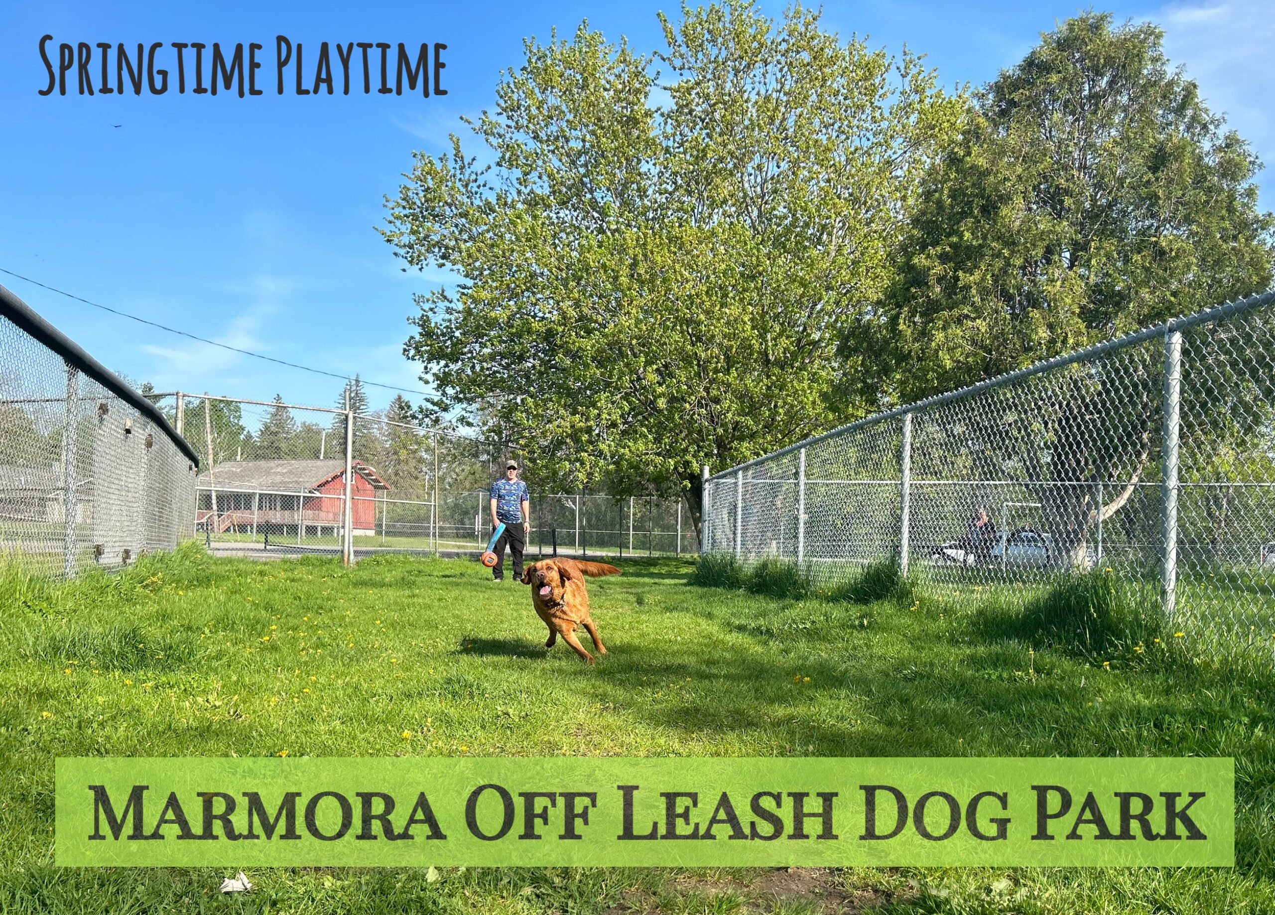 Marmora off leash dog park - spring visit