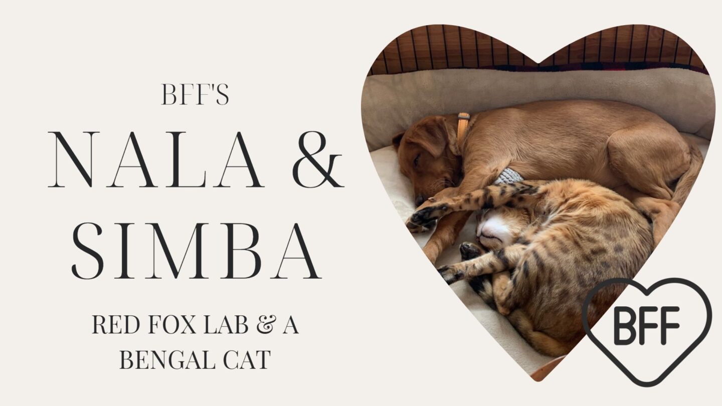BFF Alert! A Lab Dog and a Bengal Cat that are Best of Friends