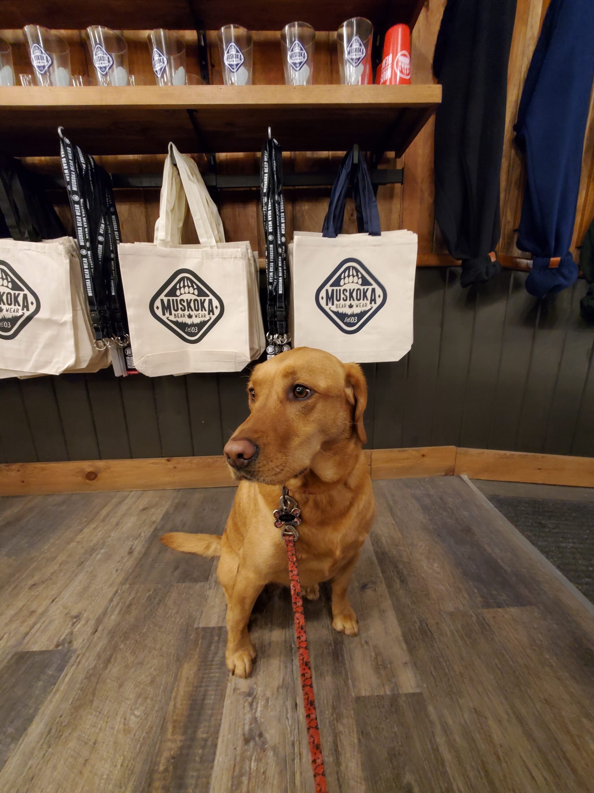 Maze, a red lab dog, in the Muskoka Bear Wear store in Huntsville.