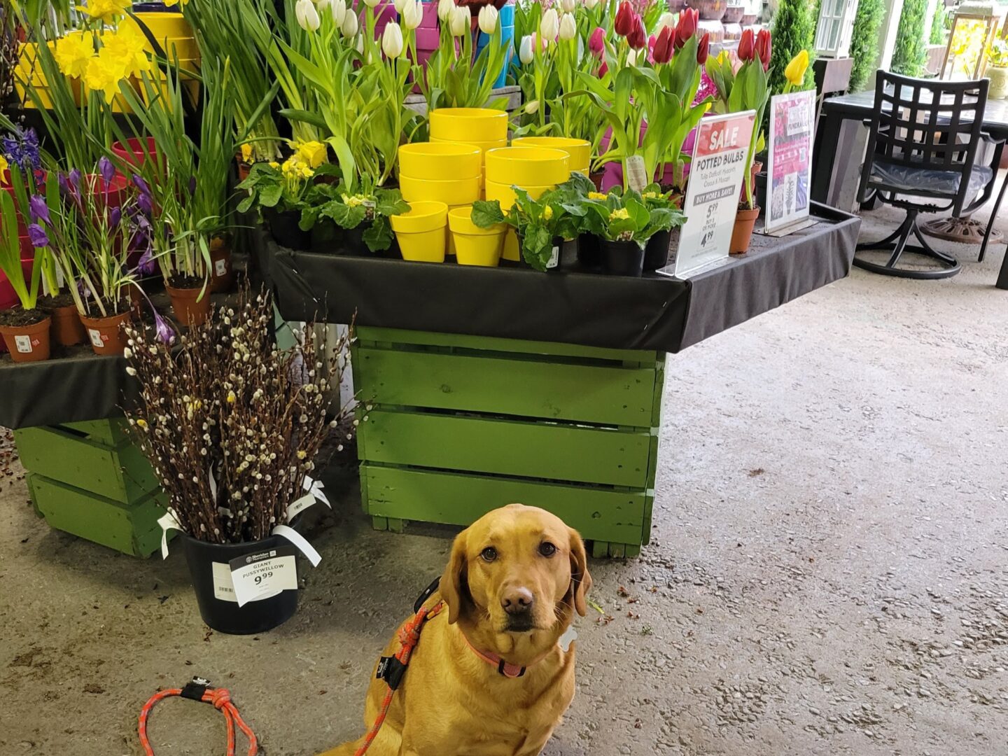 Garden Centres & Dogs! A Perfect Combination