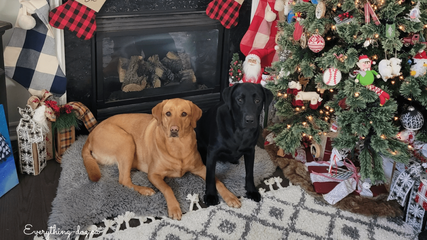 A Very Merry Christmas and a Happy New Year From Our Home To Yours!