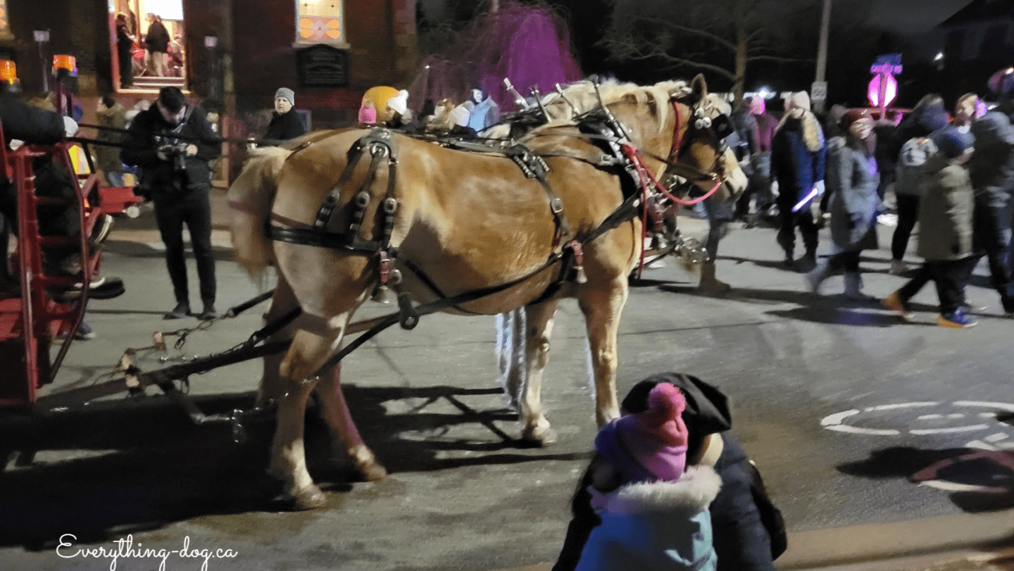 Winter Nights, City Lights and Christmas in the Village – Sharing Christmas with your Dog!