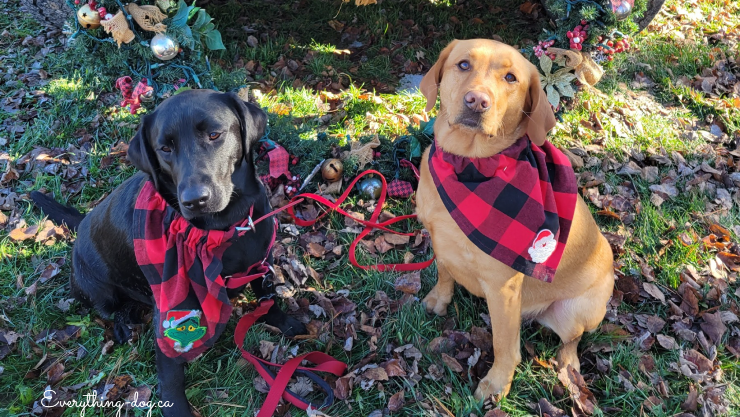 Christmas Shopping in a Barn, Perfect! – Hollowbrook Highlands and the Holiday Market in the Barn