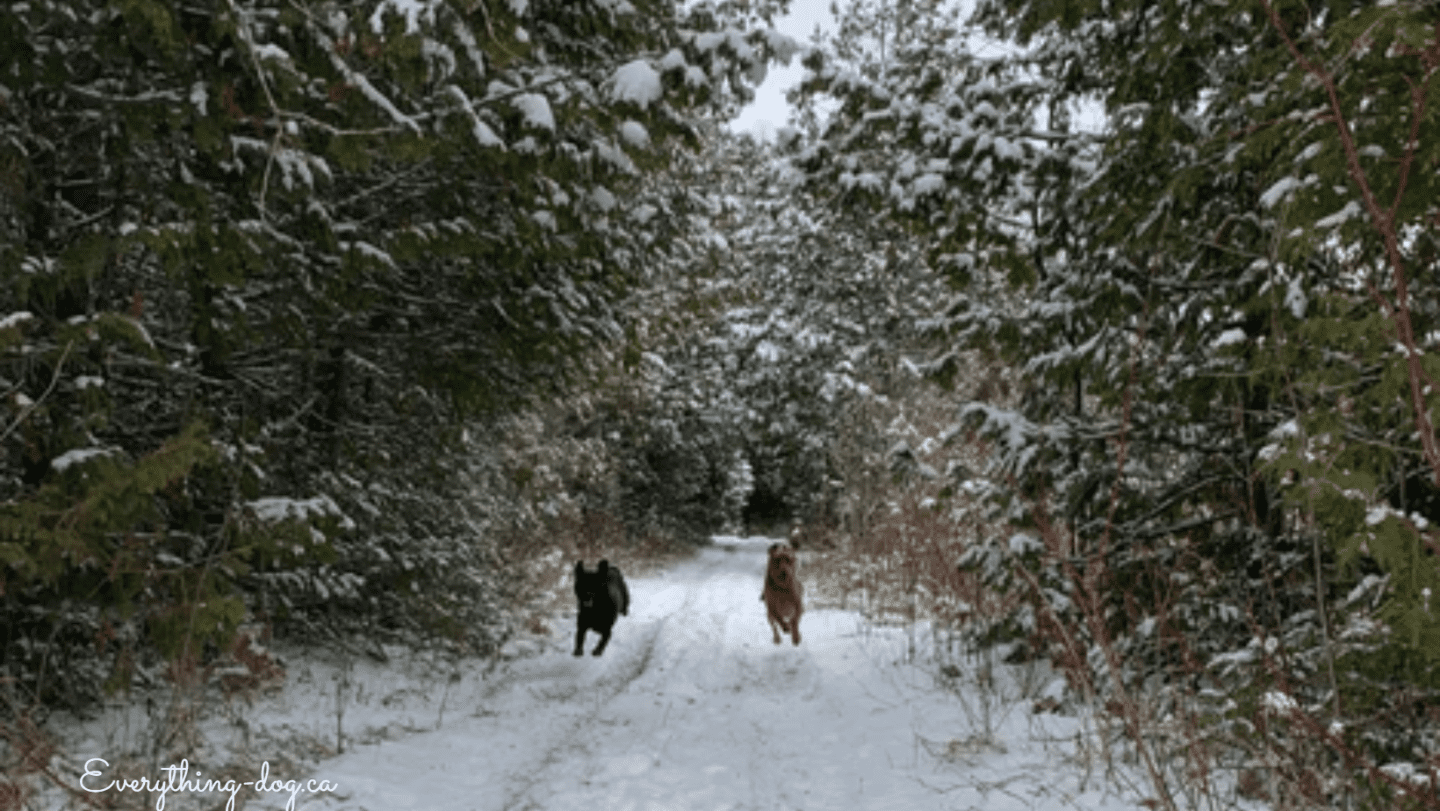 Cragg North Trail – Rustic Trail Hiking in Port Perry