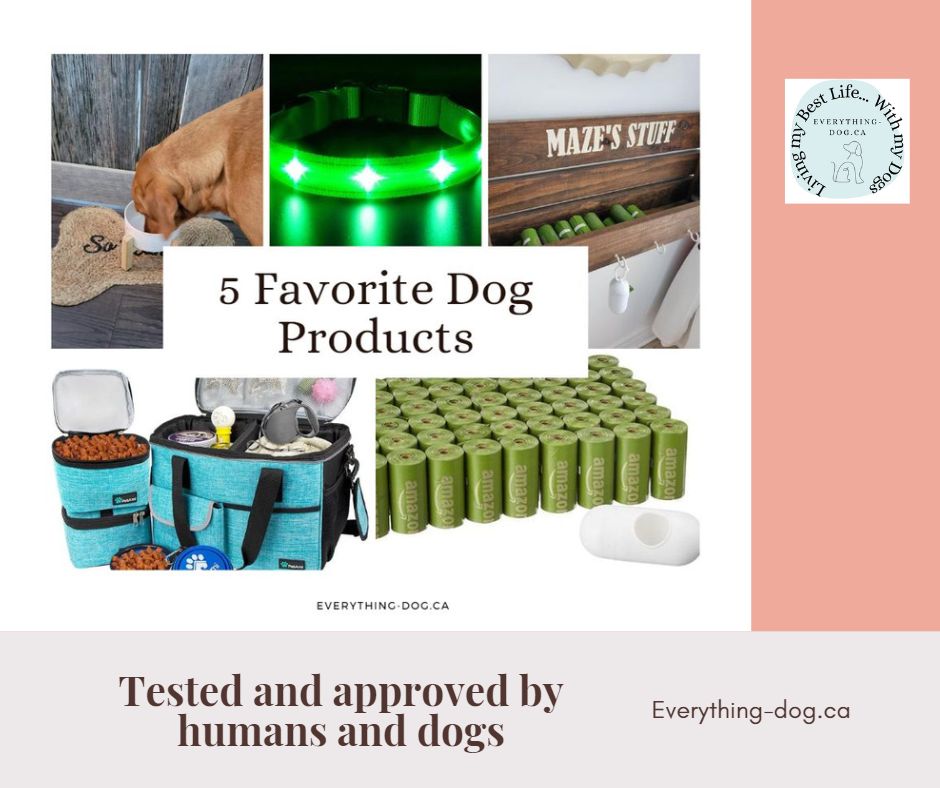 5 Must Haves For your Dog