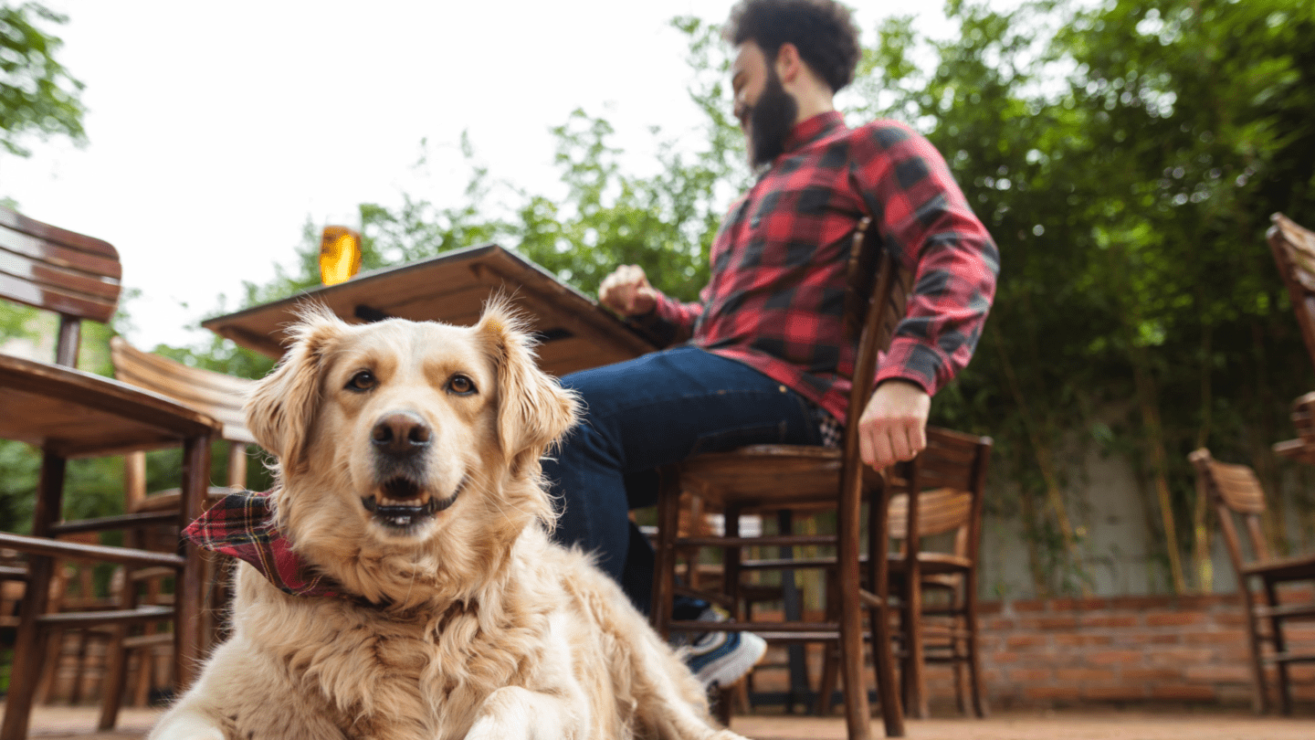 Dog on restaurant patio