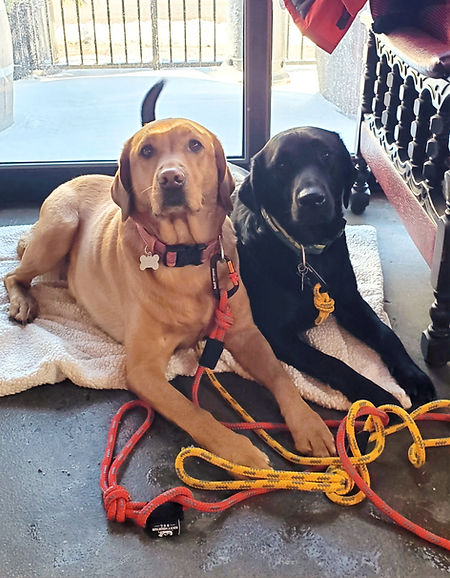 Maze & Nyx in their "spot" in the Old Flame Brewery