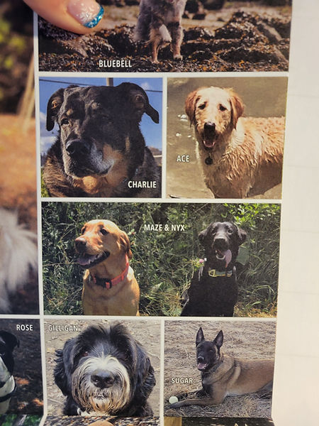 ODAWG Calendar with Maze & Nyx