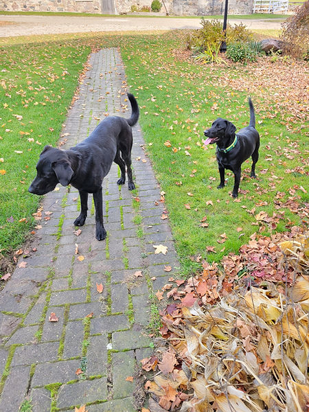 Colonel, the farm dog, & Nyx at the farm.