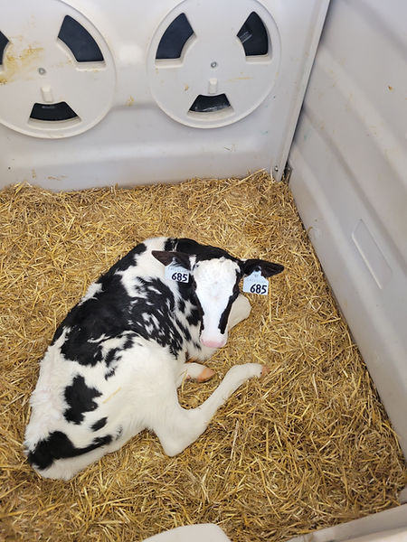Baby Cow