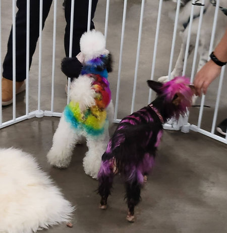 Dogs with Dye