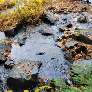 Oxtongue River-Ragged Falls