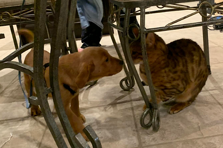 Simba & Nala