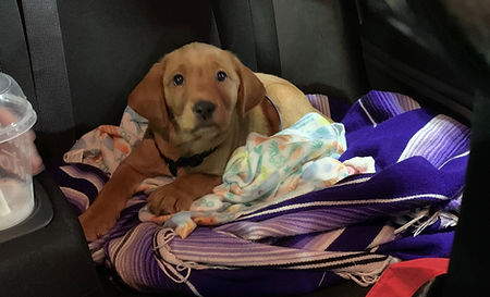Baby Nala