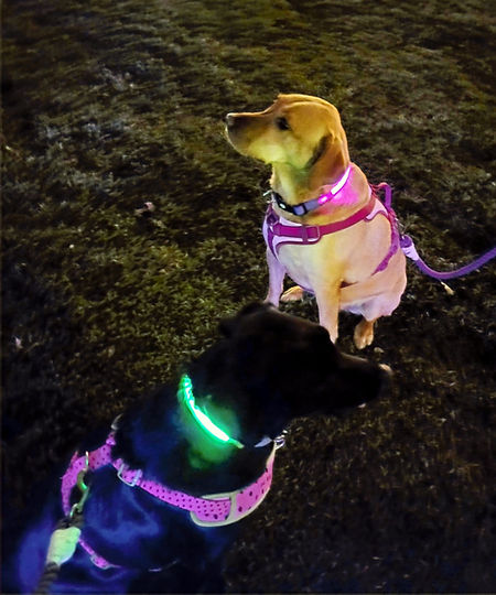 Maze & Nyx