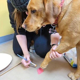 Making paw prints with our dogs