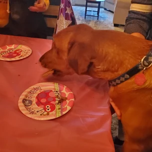 Nyx & Nala's 1st Birthday Party