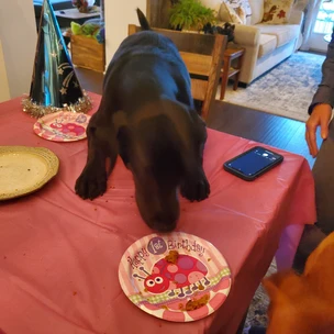 Nyx & Nala's 1st Birthday Party
