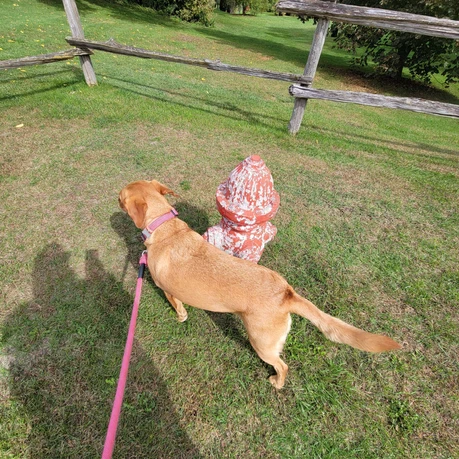 Dog Area at Rooster's Fries