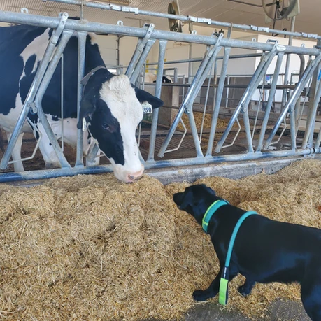Cow Barn