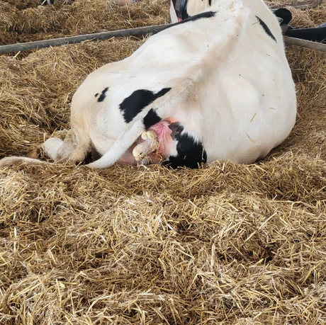 Baby Cow Being Born