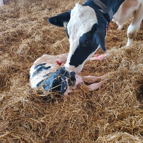 Baby Cow Being Born