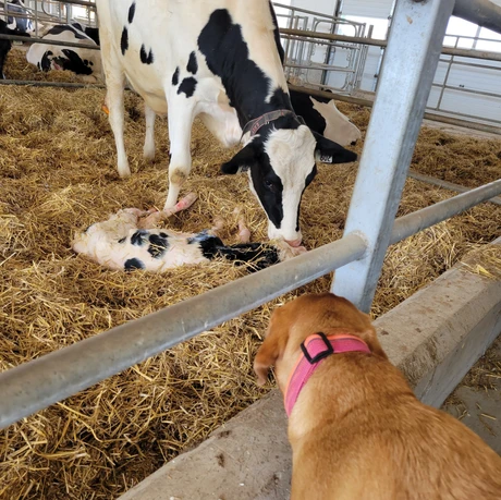 Baby Cow Being Born