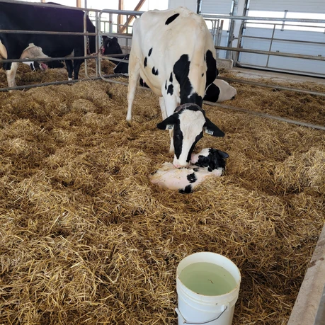 Baby Cow Being Born