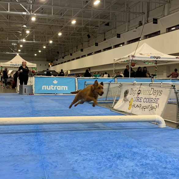 Lure Course - Nala