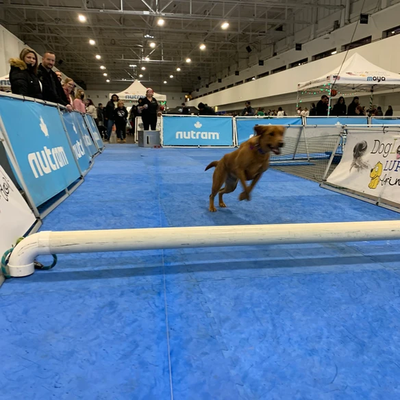 Lure Course - Nala