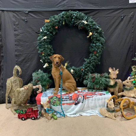 Dog in front of wreath